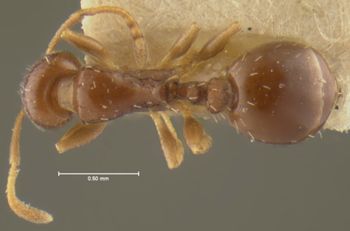 Media type: image;   Entomology 21036 Aspect: habitus dorsal view